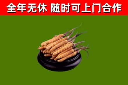蚌埠市烟酒回收冬虫夏草.jpg